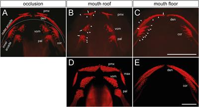 Oral and Palatal Dentition of Axolotl Arises From a Common Tooth-Competent Zone Along the Ecto-Endodermal Boundary